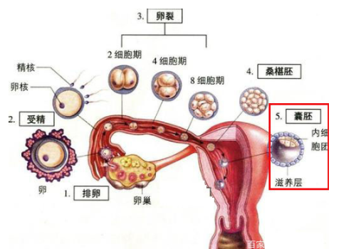 试管婴儿最全详细流程时间