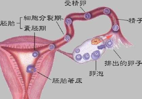 做试管婴儿医院最好是哪家