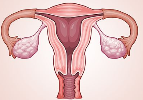 闭经女性可以做试管婴儿吗