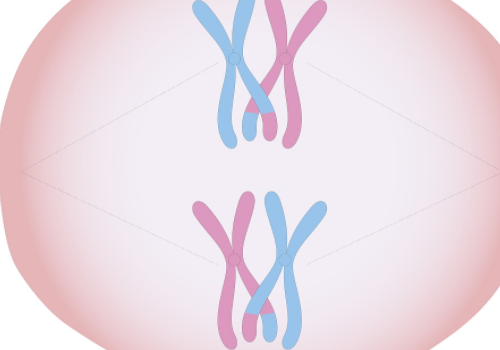 俄罗斯试管怎么女能检查吗？​